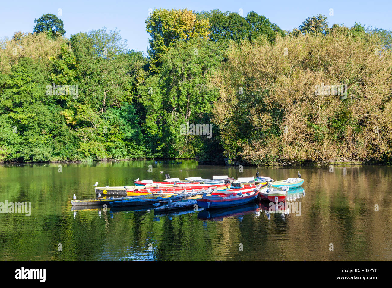 Las gaviotas y otras aves descansando en barcas de remo en el oriente del lago Highfields, Nottingham, Inglaterra, Reino Unido. Foto de stock