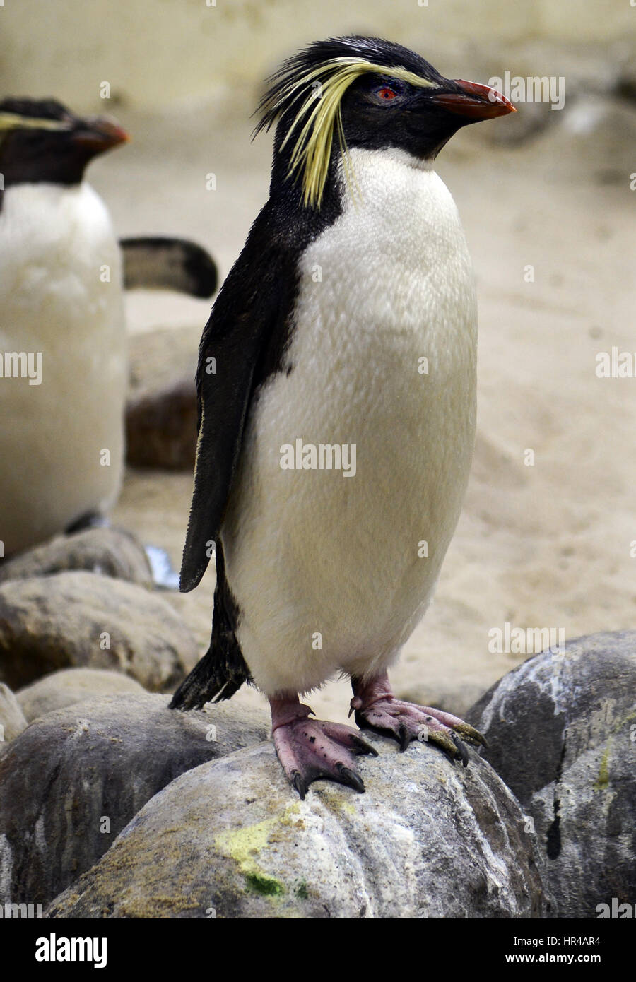 Pingüinos de Penacho Amarillo en Cape Town's acuario Two Oceans. Foto de stock
