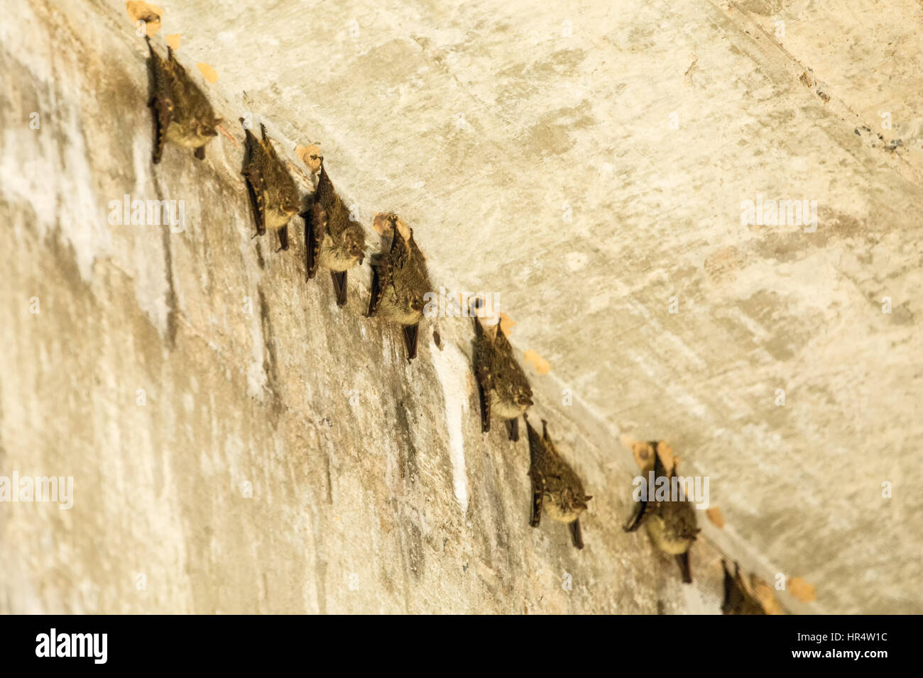 Menor de hocico largo grupo de murciélagos descansando durante el día debajo de un puente en la región del Pantanal de Brasil, en América del Sur. Menor de hocico largo murciélagos roost d Foto de stock