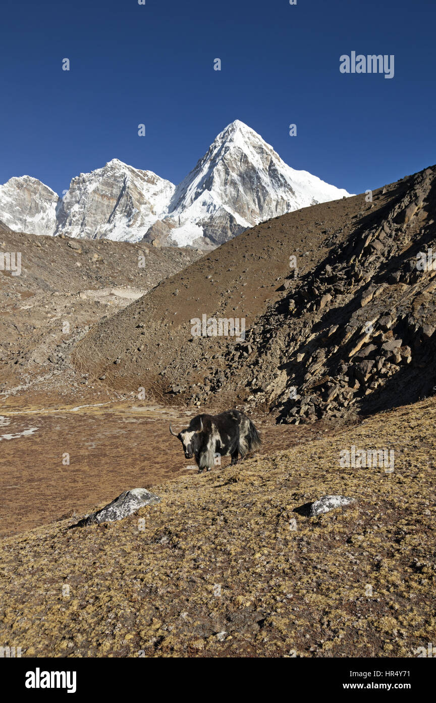 Yak parado sobre una ladera de montaña en Nepal con el Pumori Foto de stock