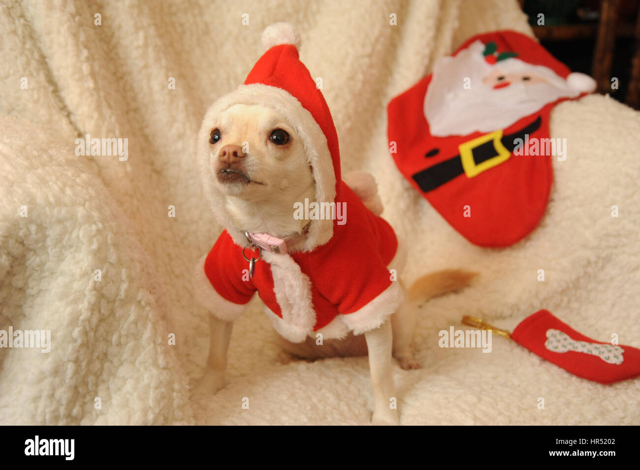Perro chihuahua en Santa outfit Foto de stock