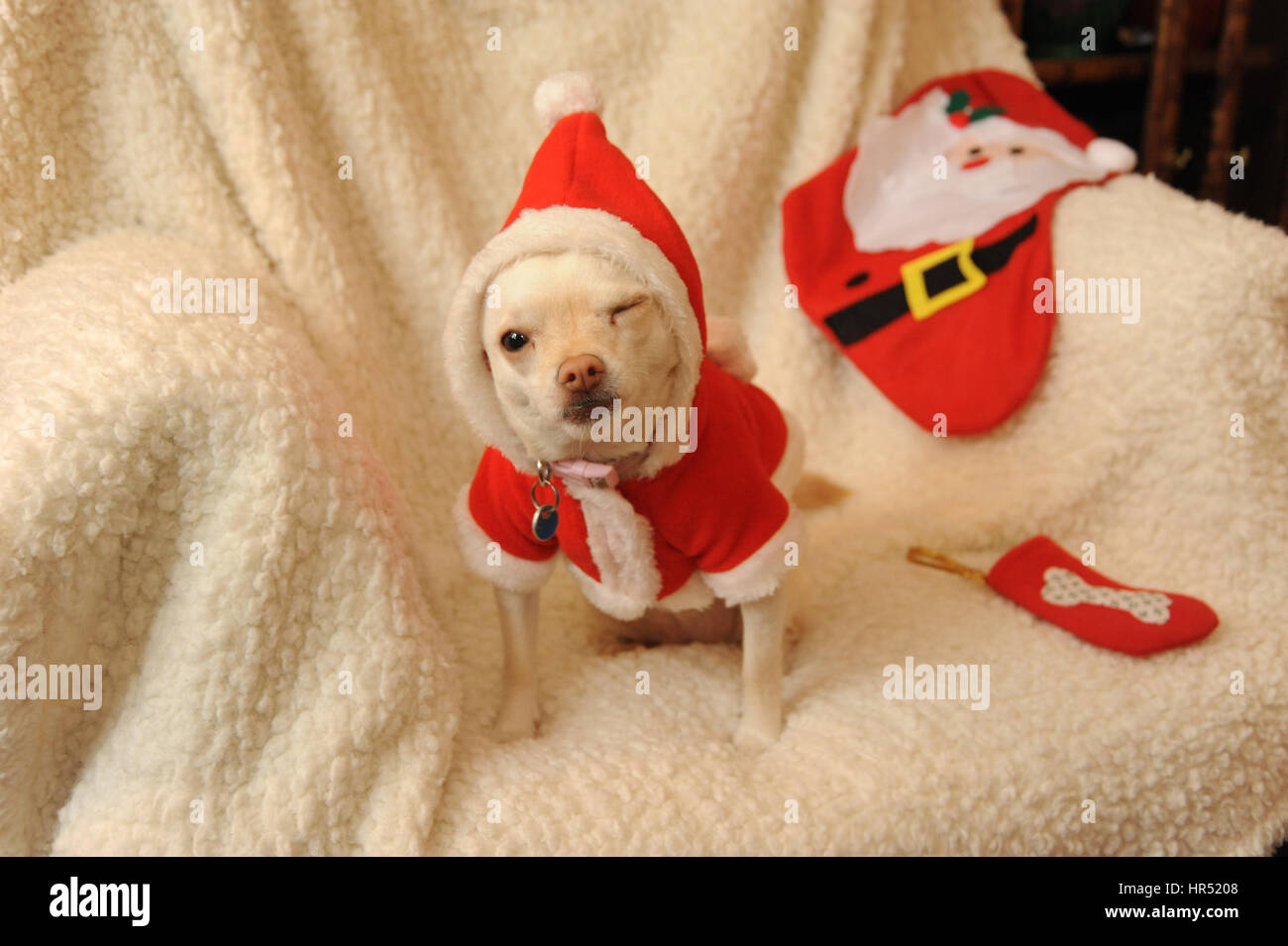 Perro chihuahua en Santa outfit Foto de stock