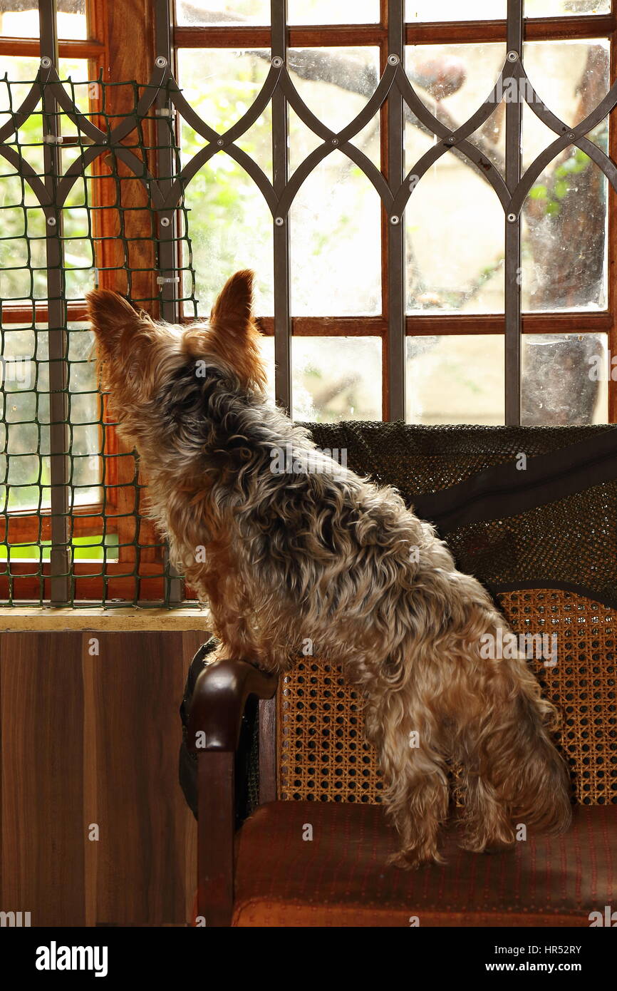 Perro Mascota en un cuidado formato vertical Foto de stock