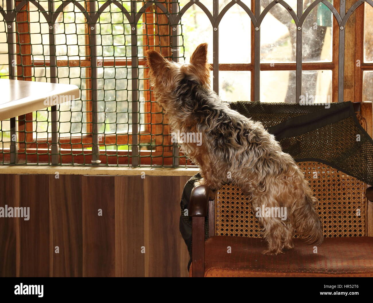 Perro Mascota en un cuidado formato horizontal Foto de stock