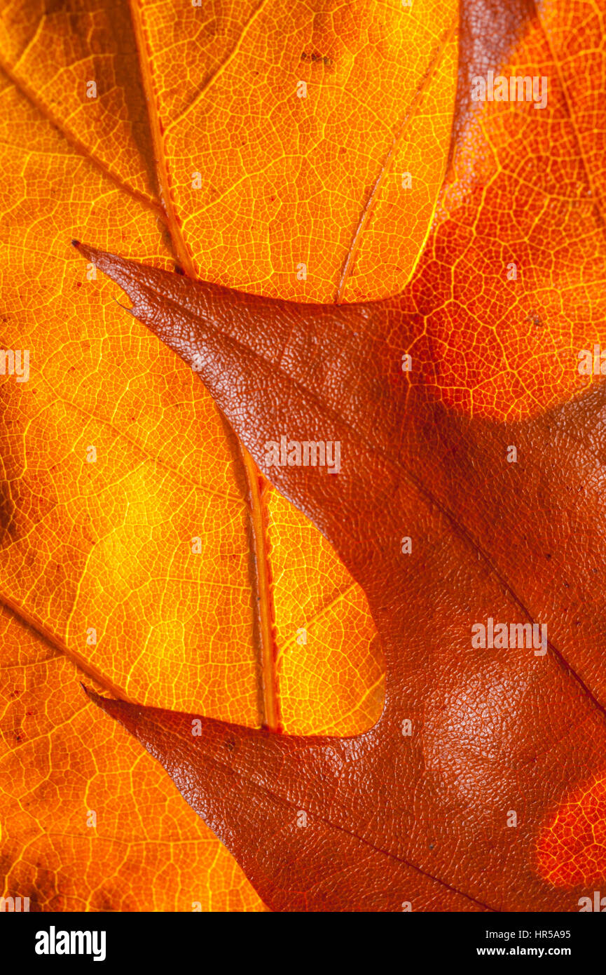 Hojas de Roble tomadas en un estudio, para crear imágenes abstrat. Foto de stock