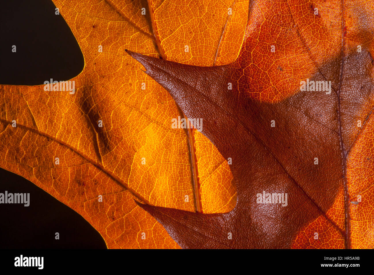 Hojas de Roble tomadas en un estudio, para crear imágenes abstrat. Foto de stock