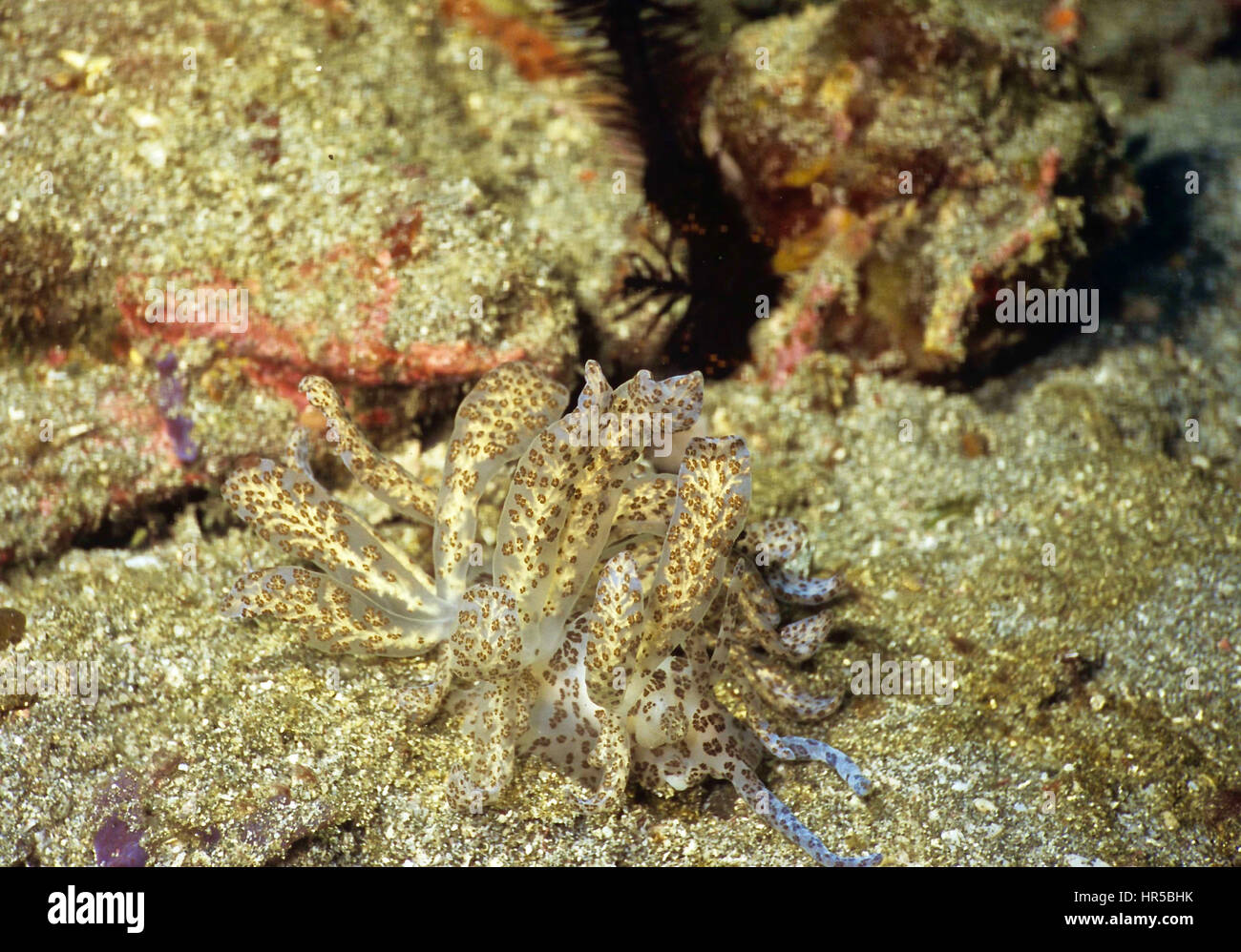 Un nudibranch aeolid (Phyllodesmium longicirra): uno de los muy pocos que no es particularmente hermoso. La mayoría de las babosas de mar son joyas del mar! Bali. Foto de stock
