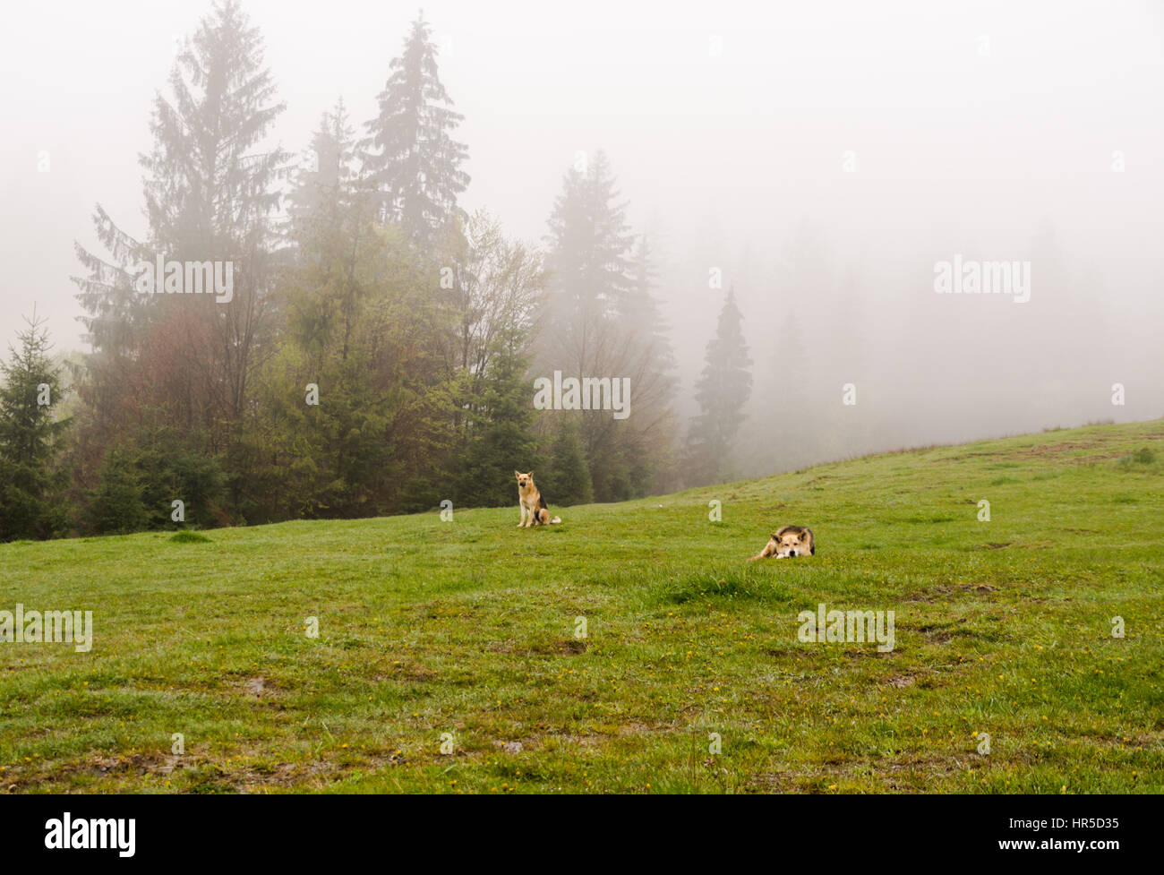 Los perros pastores acostarse sobre una ladera misty mañana de primavera Foto de stock
