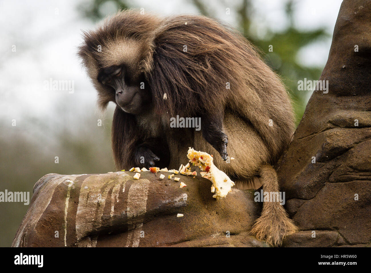 Un mono Gelada destroza a un frutado pancake para celebrar pancake día después hizo los torreros Geladas sabrosas delicias animal como parte de su programa de enriquecimiento en lugar salvaje, Bristol. Foto de stock