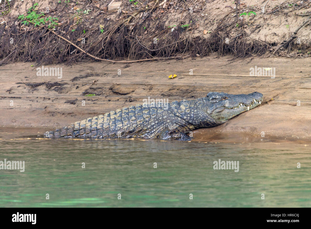 Un cocodrilo grande del Nilo Crocodylus niloticus se encuentra en un banco de arena en el río Zambezi. Foto de stock