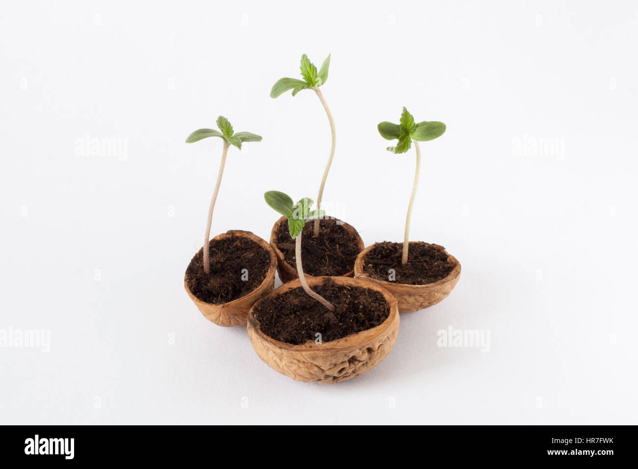 Detalle de la planta de marihuana, Jamaica Fotografía de stock - Alamy