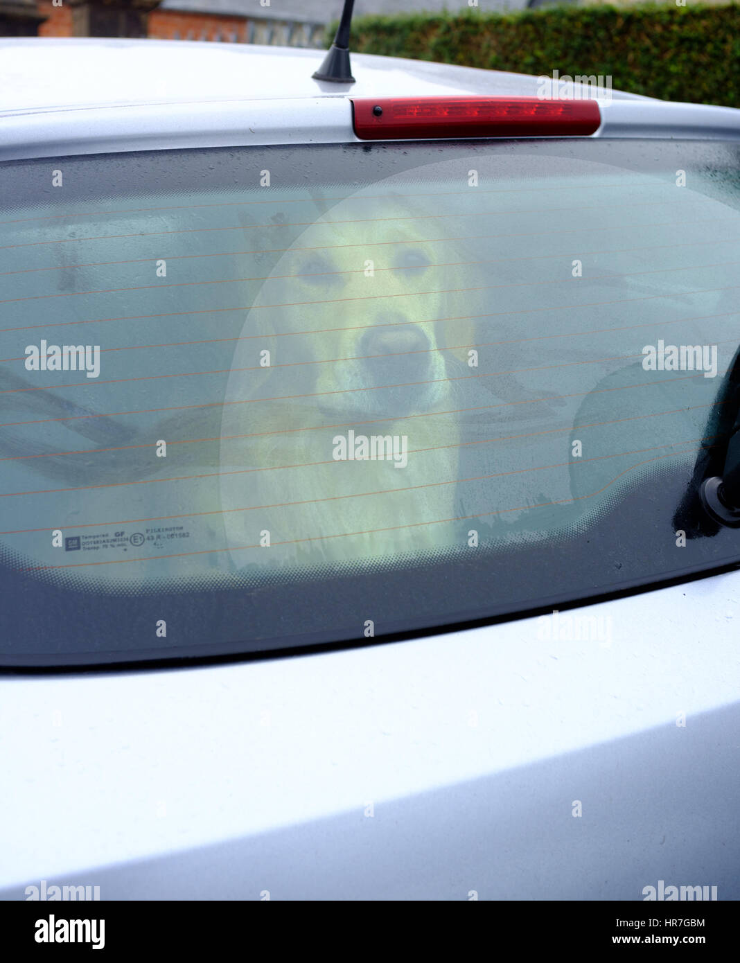 Perro solitario mirando tristemente de un parabrisas trasero de un coche, esperando que su amo Foto de stock