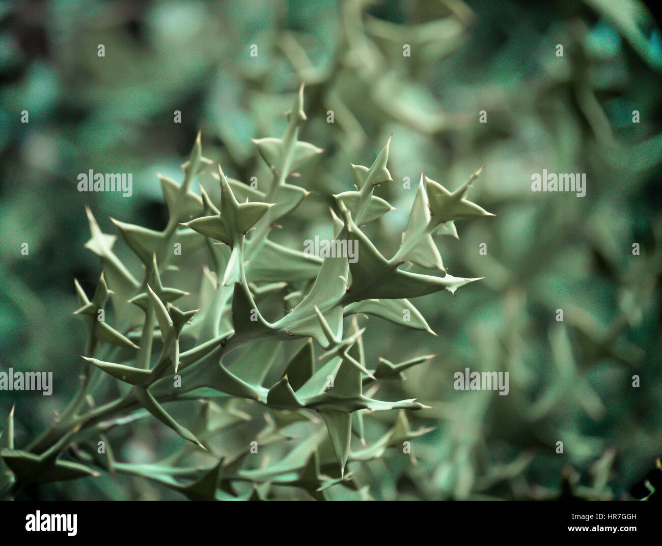 Isla Verde oscuro planta luce de forma abstracta Foto de stock