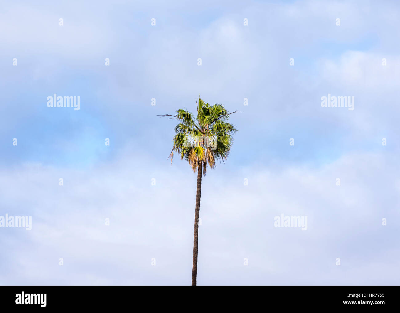 Las Palmeras contra un cielo nublado. California, EE.UU. Foto de stock