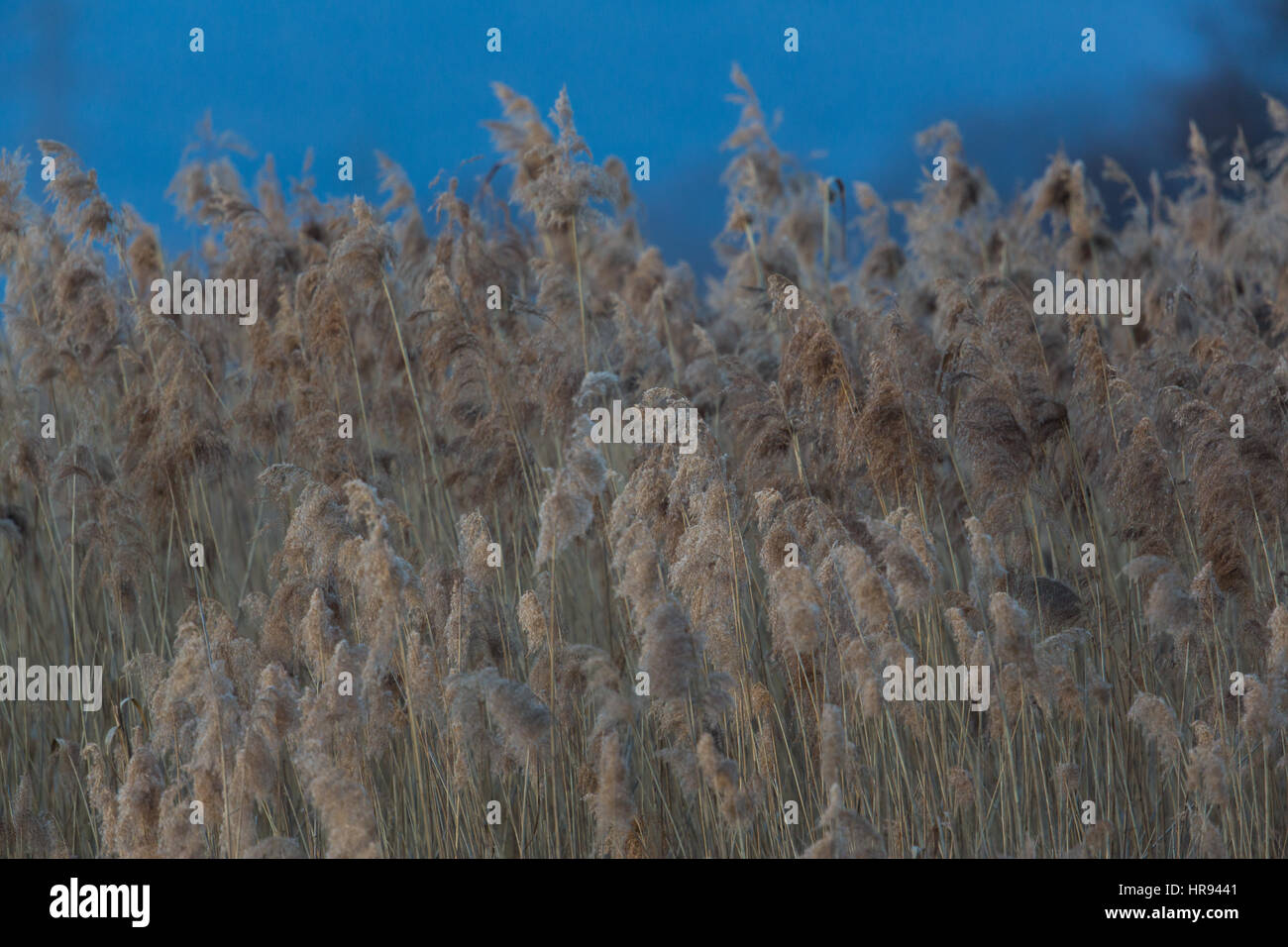 Reed natural en invierno durante el crepúsculo del anochecer Foto de stock