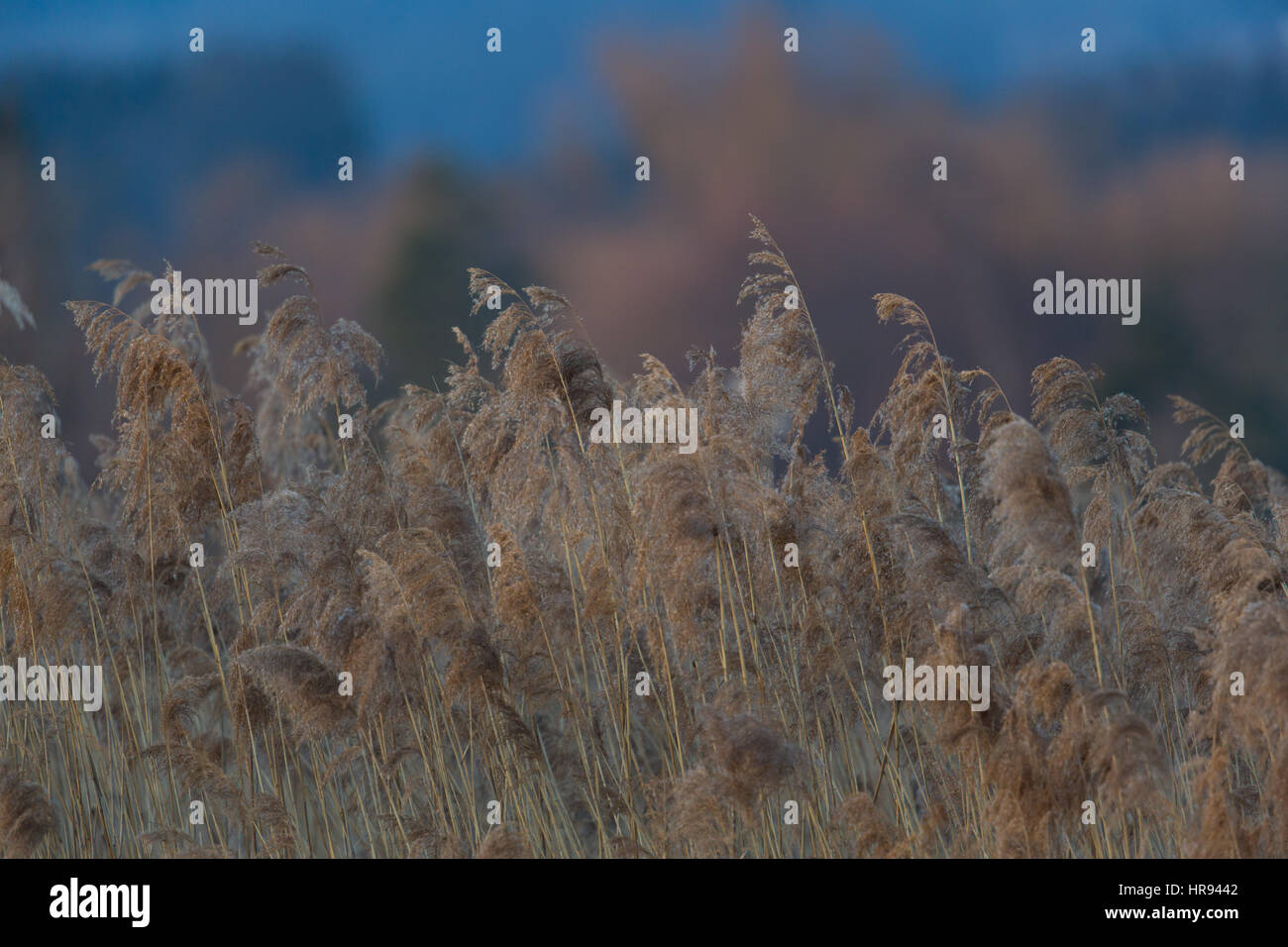 Reed natural en invierno durante el crepúsculo del anochecer Foto de stock