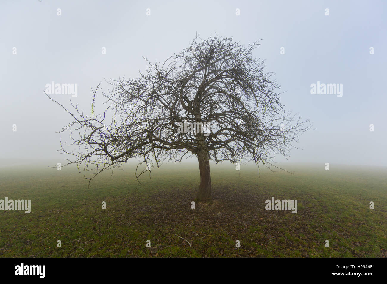 El solitario árbol frutal natural en invierno en niebla en pastizales permanentes Foto de stock