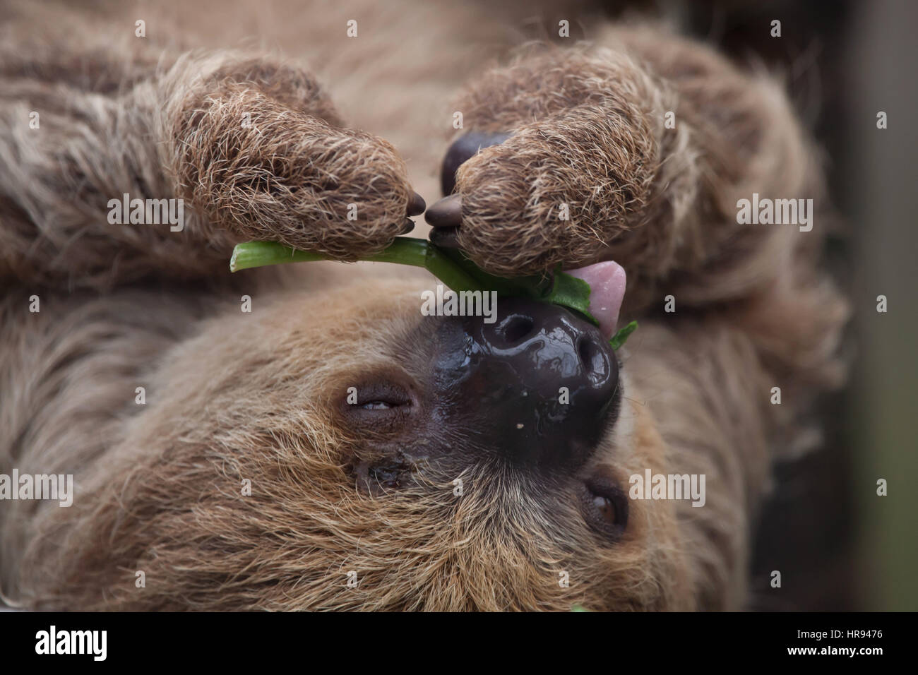 Linneo dos dedos cada sloth (Choloepus didactylus), también conocido como el sur de dos vetado la pereza. Foto de stock
