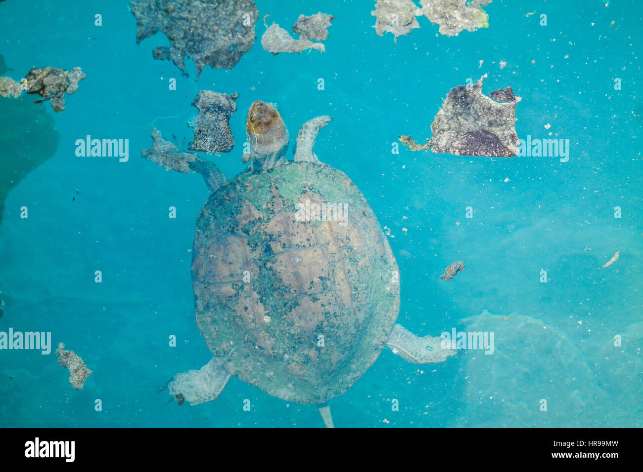 Cabeza de registrador en turquesa de tortugas bebé agua termal cerca. yavru deniz kaplumbagasi Foto de stock