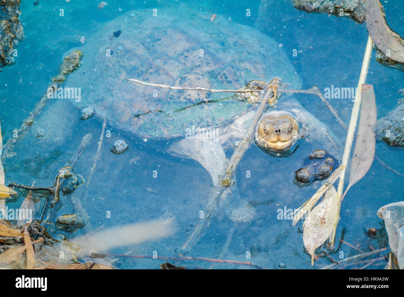 Cabeza de registrador en turquesa de tortugas bebé agua termal cerca. yavru deniz kaplumbagasi Foto de stock