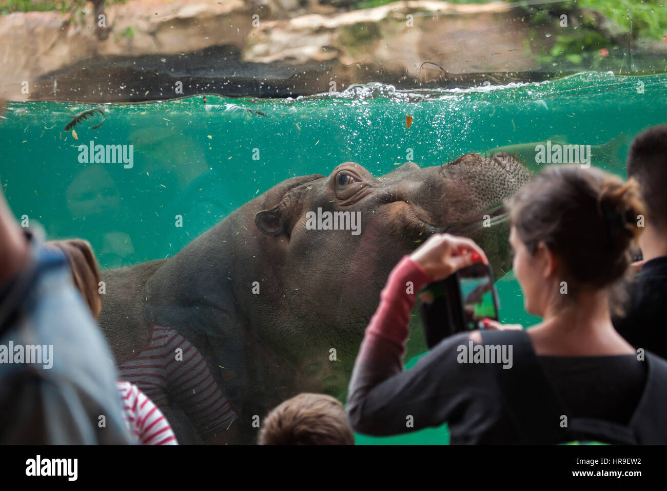 Los visitantes ver como el hipopótamo (Hippopotamus amphibius) nadando en Beauval Zoo en Saint-Aignan sur Cher, Loir-et-Cher, Francia. Foto de stock