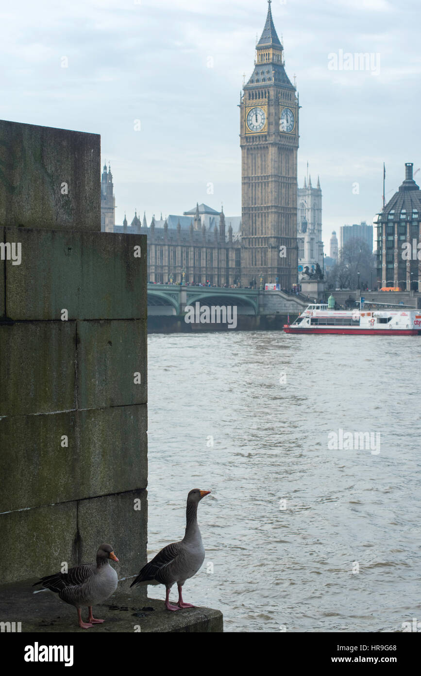 Una vista de los gansos de pie a orillas del río Támesis, en Londres. Portcullis House, el Big Ben y las Casas del Parlamento están en el fondo. Foto de stock