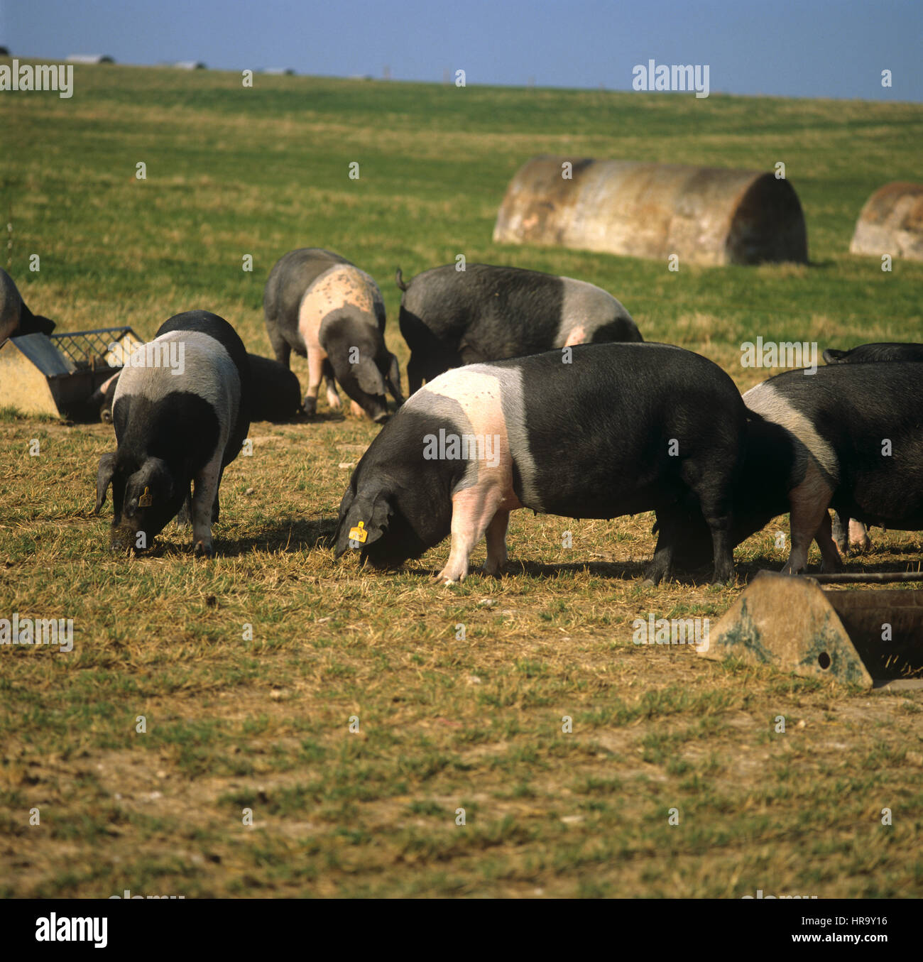 British saddleback cerdos en exterior se ejecuta con cerdo arcas y comederos Foto de stock