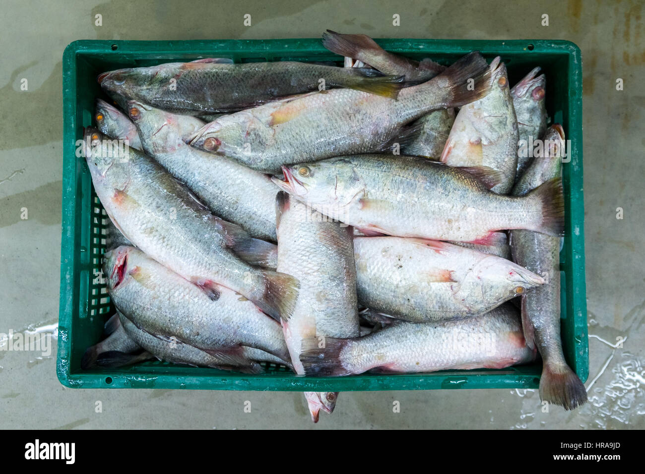 Pescado fresco pescado en la caja de poliestireno Fotografía de stock -  Alamy