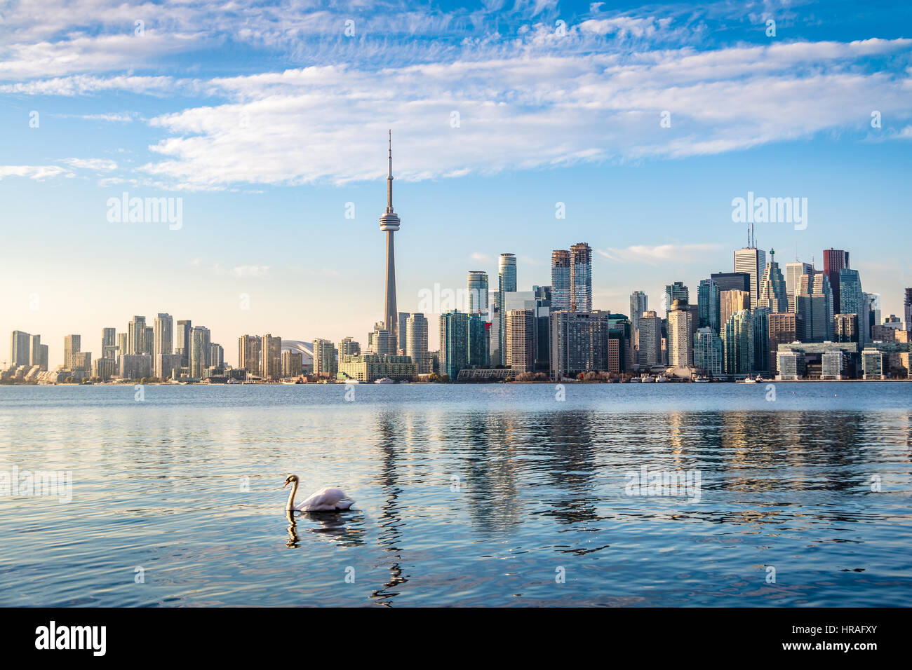 Horizonte de Toronto y el cisne nadando en el lago Ontario - Toronto, Ontario, Canadá Foto de stock