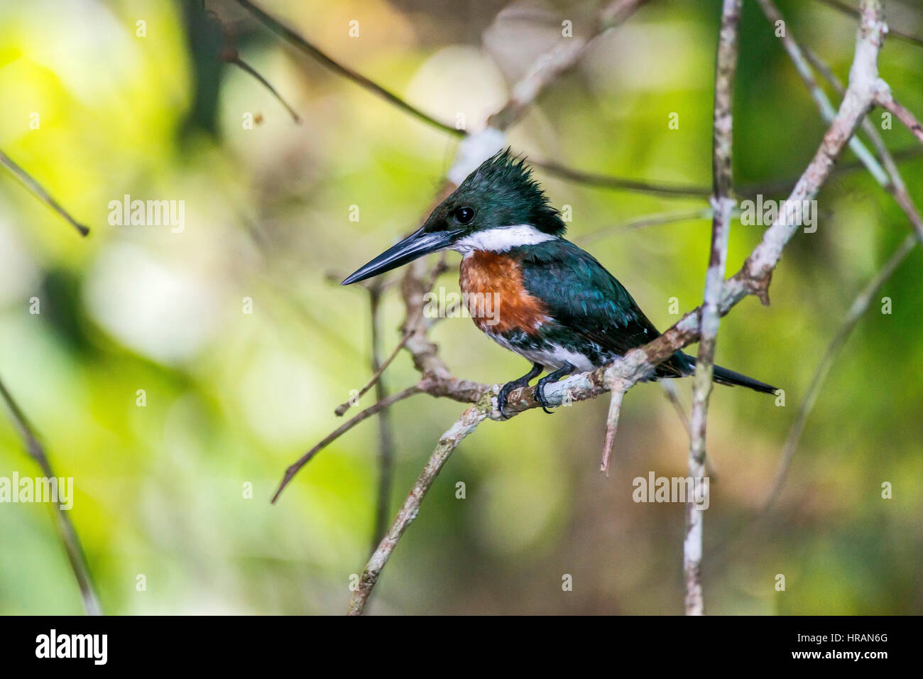 Kingfisher verde hembra (Chloroceryle americana), fotografiado en Sooretama/Linhares, Espírito Santo, sudeste de Brasil. Bioma del Bosque Atlántico". Foto de stock