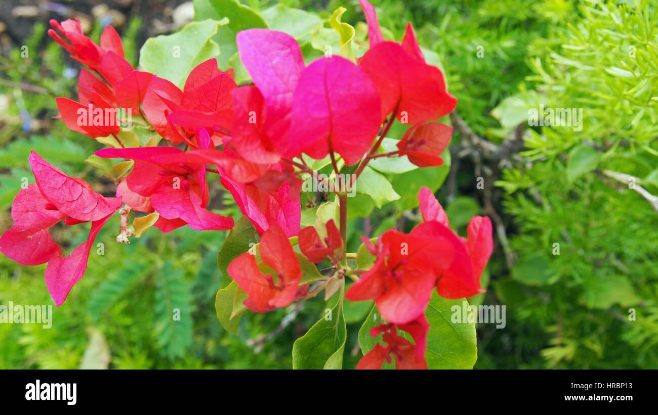 Una bella flor que crece en la Rep. Dominicana Foto de stock