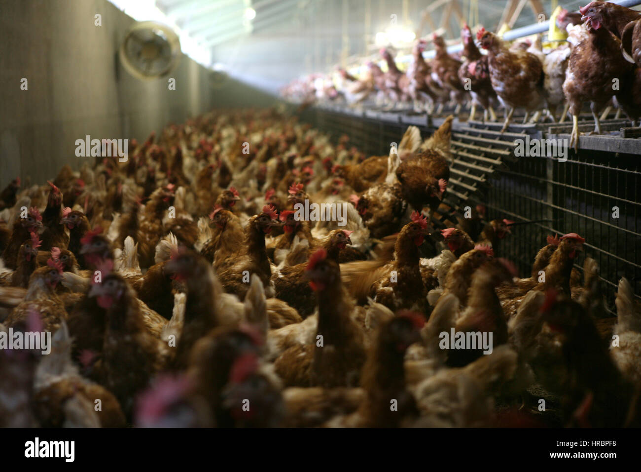 Enfermedad de la viruela aviar fotografías e imágenes de alta resolución Alamy Enfermedad de la viruela aviar fotografías e imágenes de alta resolución Alamy