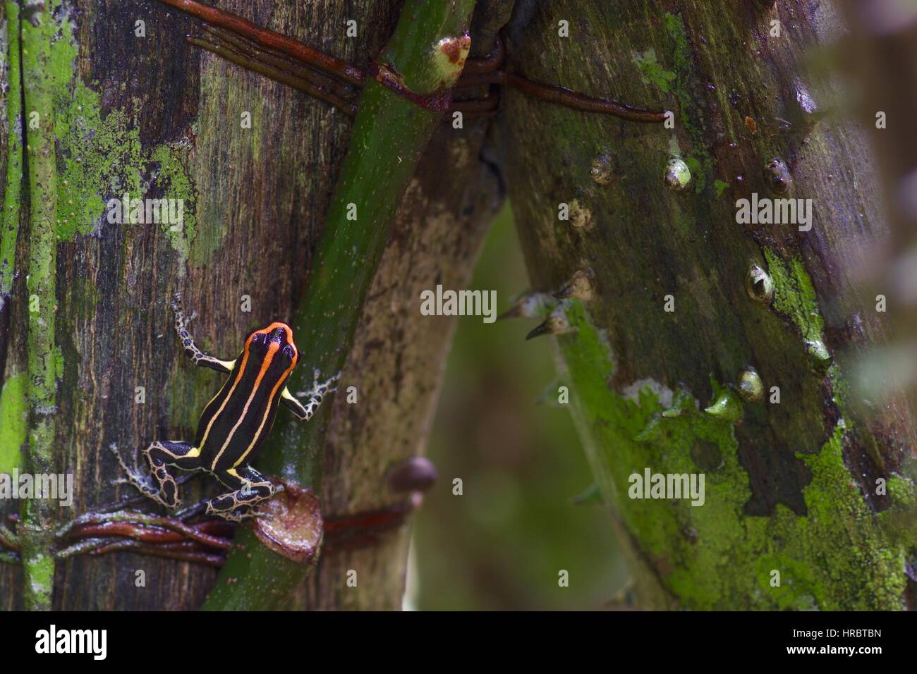 Una rana venenosa Uakari (Ranitomeya uakarii) en la selva amazónica de Loreto, Perú Foto de stock