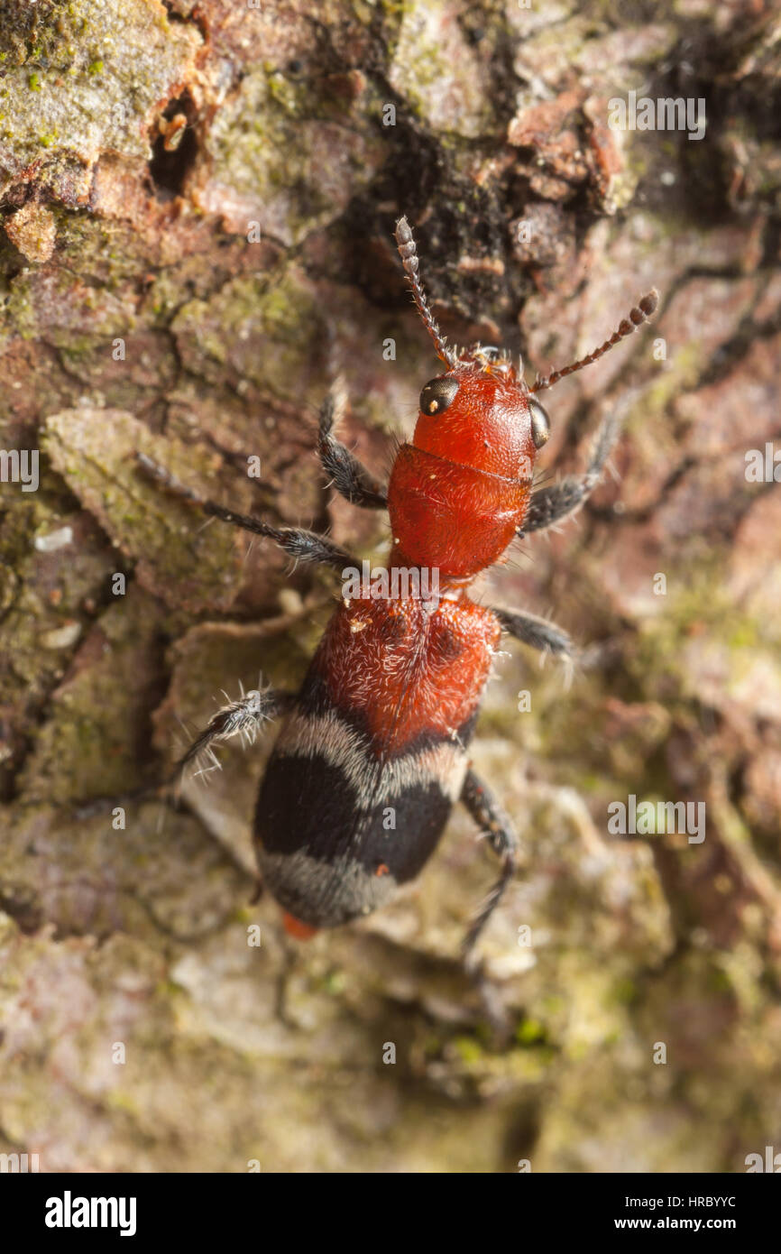 Un escarabajo ajedrezado (Enoclerus nigripes) explora el lado de un árbol. Foto de stock