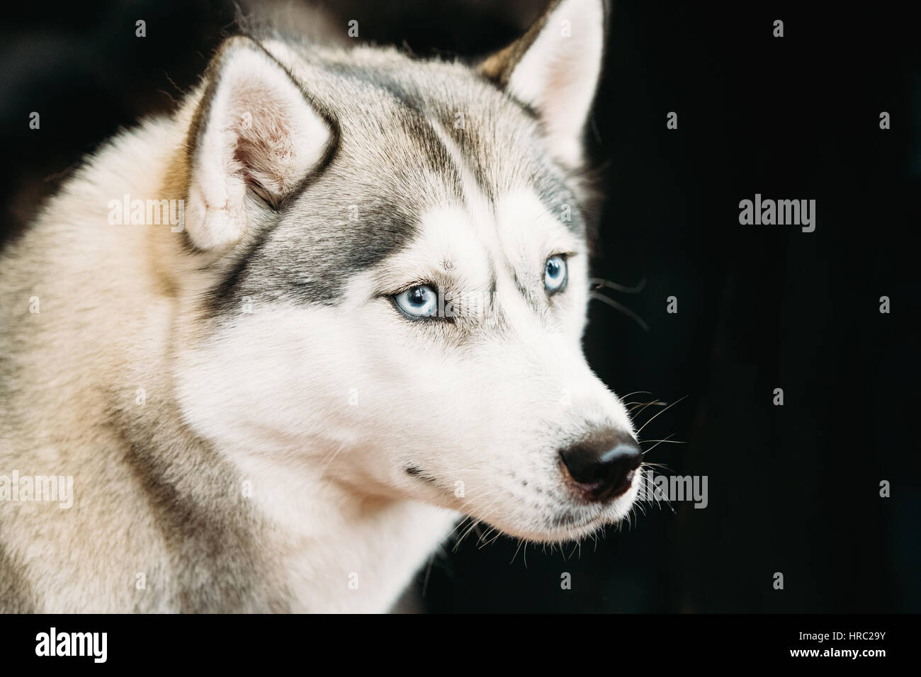 Blanco y Gris o perro adulto Siberian Husky Sibirsky Husky con ojos azules  Cerrar retrato sobre fondo negro oscuro Fotografía de stock - Alamy