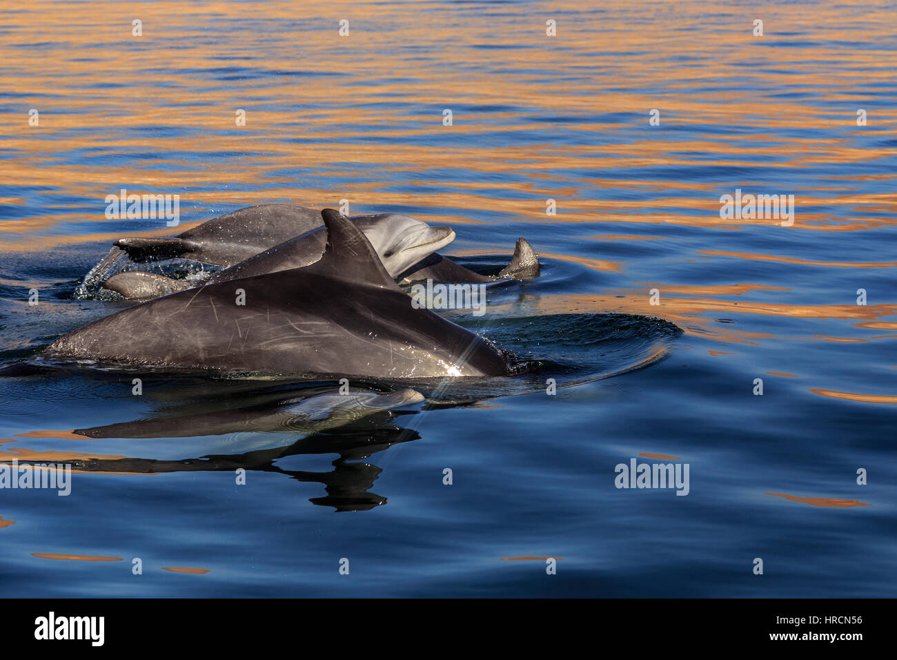 Grupo de delfines en el mar cerca de la reserva nacional de Paracas, Perú, América del Sur Foto de stock