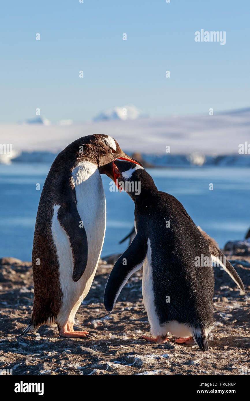 Alimentación de pingüinos Gentoo chick, el mar y las montañas en el fondo, Islas Shetland del Sur, Antártica Foto de stock