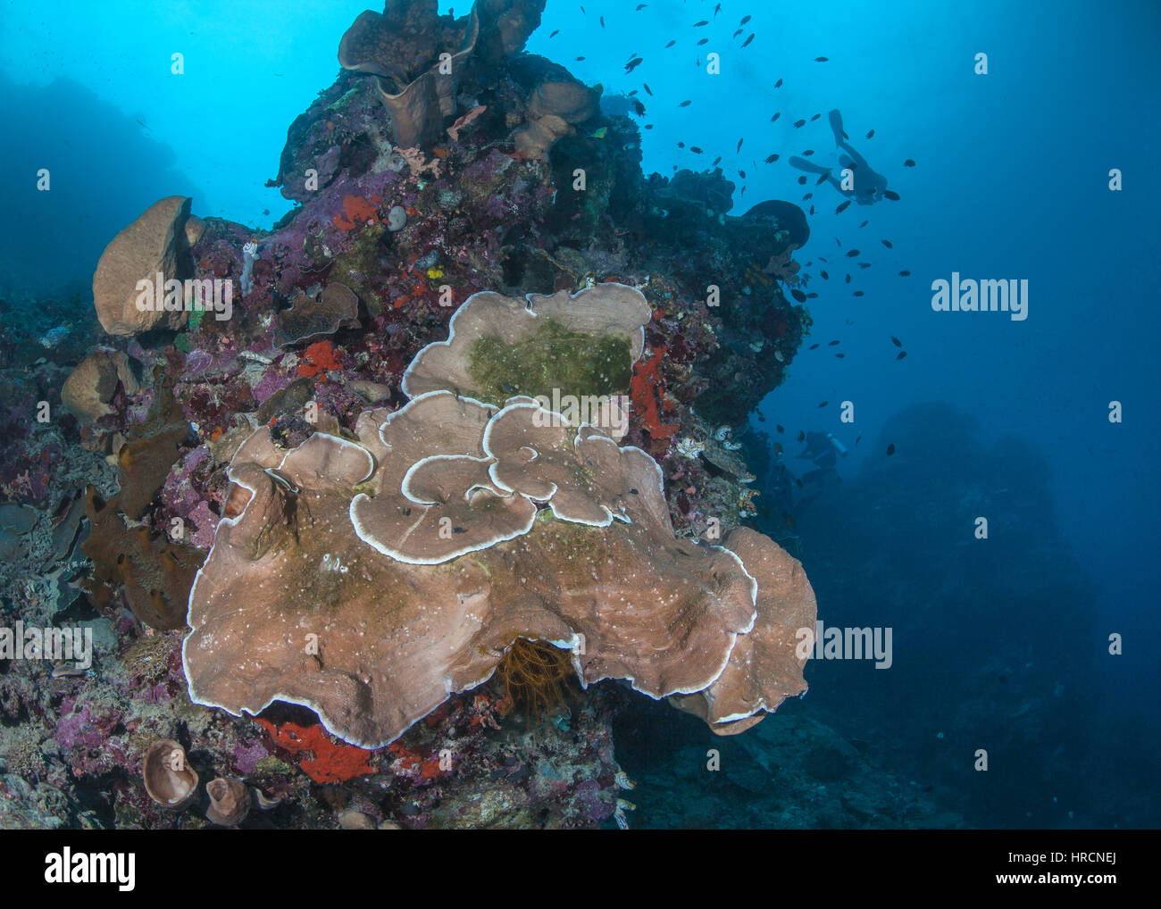 Close-Centrar vista gran angular de la placa coral Pachyseris speciosa sobre un arrecife de coral, muestra signos de deterioro de la salud. La isla de Bunaken, Indonesia. Foto de stock