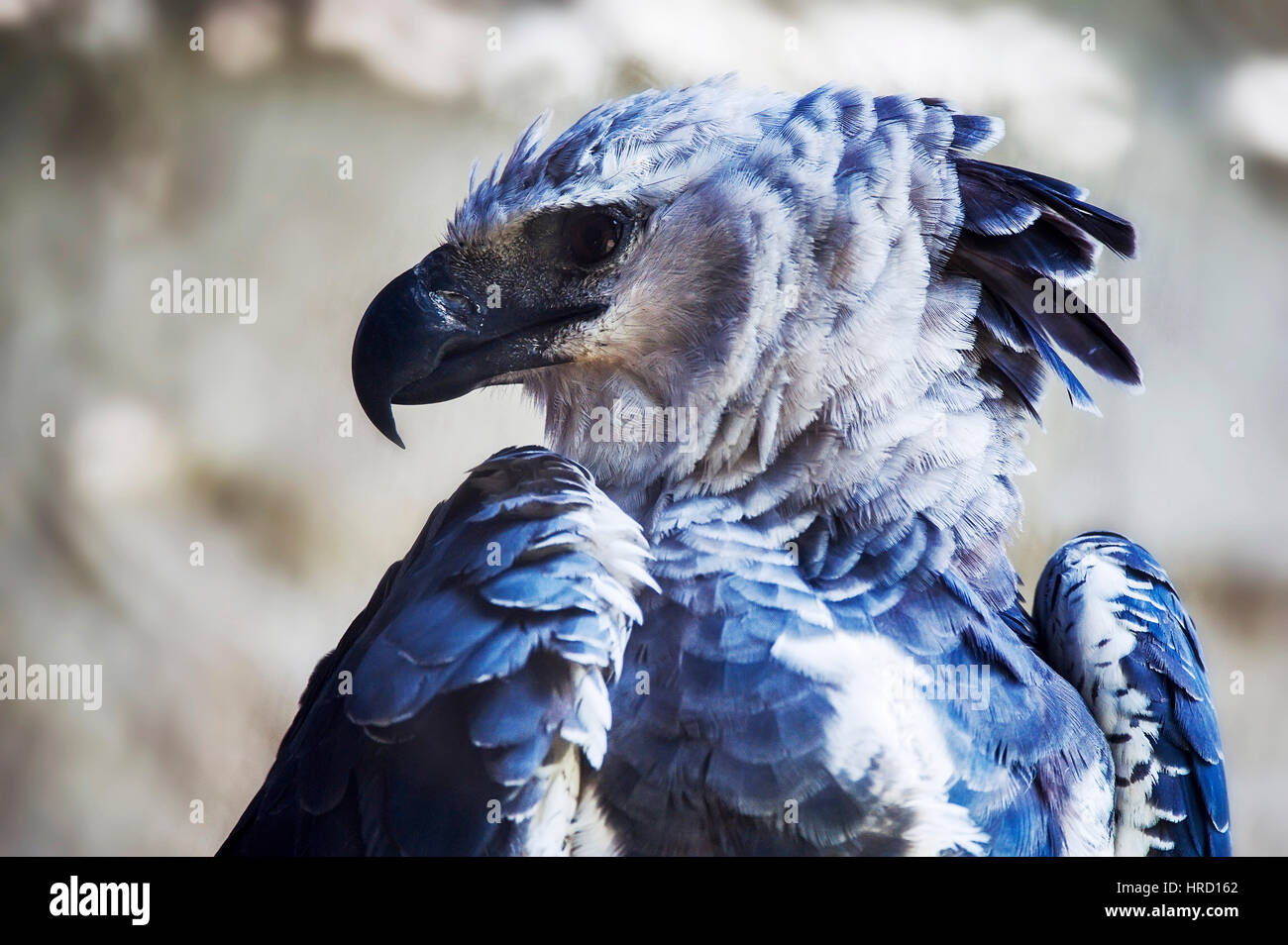 Gaviao de penacho fotografías e imágenes de alta resolución - Alamy