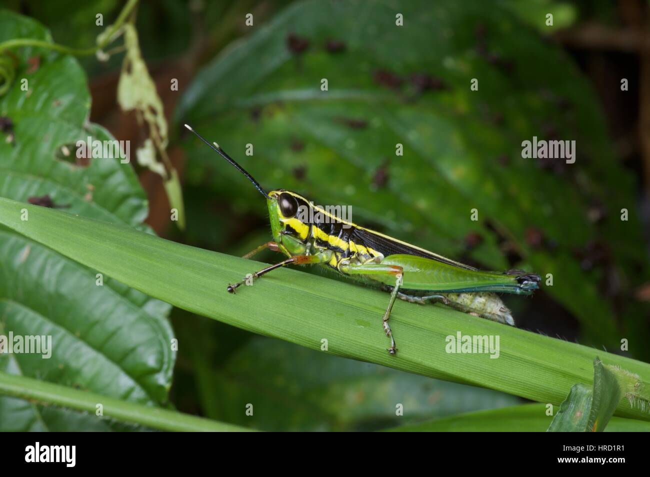 Un ramal de la garganta-palillo Grasshopper (Mastusia quadricarinata) sobre una brizna de hierba en la selva amazónica de Loreto, Perú Foto de stock
