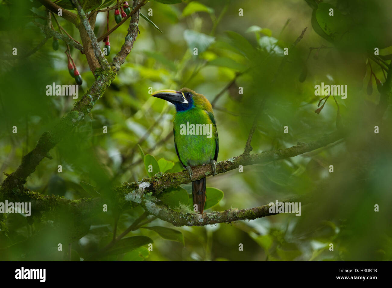 El Tucancito Esmeralda, Aulacorhynchus prasinus, es un pequeño miembro de la familia toucan encontrados en las zonas montañosas tropicales de México y Centro Amér Foto de stock