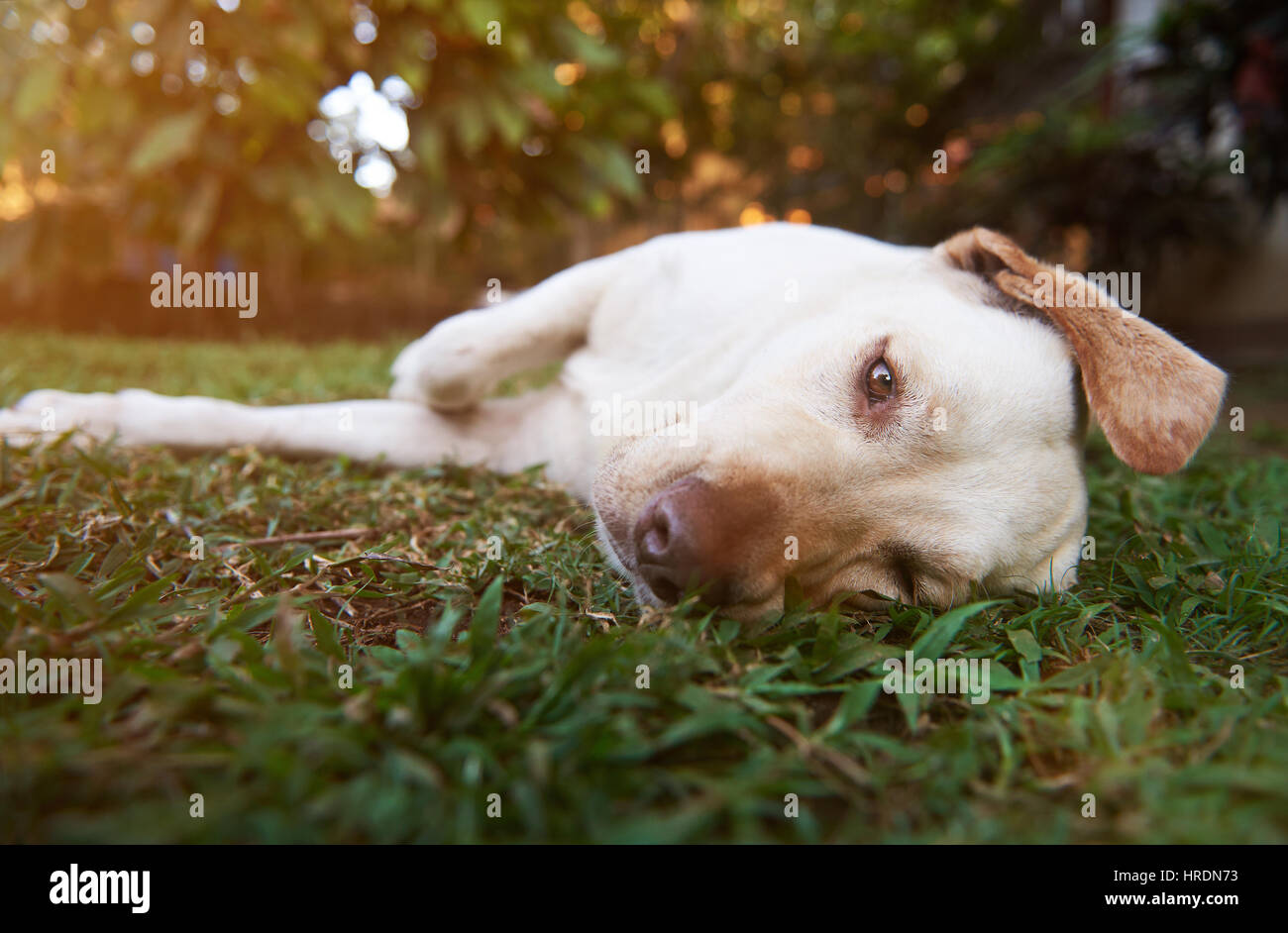 Perezoso perro labrador marrón poniendo en parque verde hierba. Cansado Labrador marrón Foto de stock