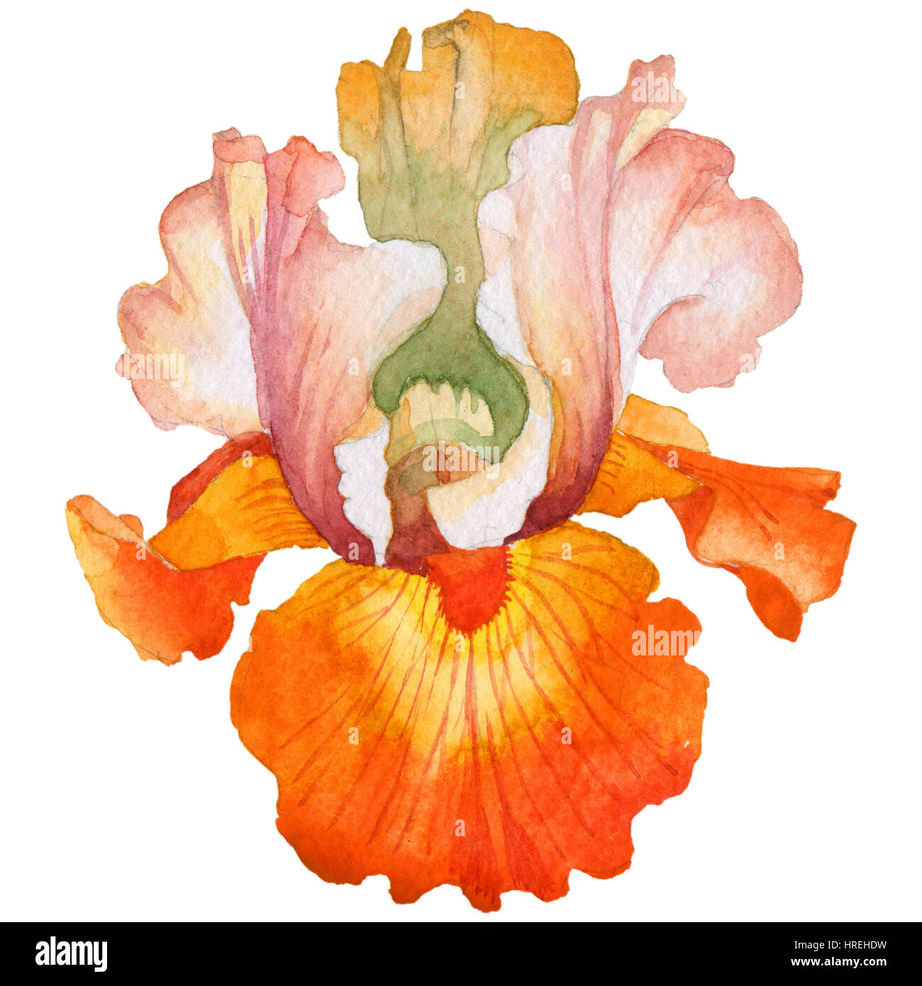 El Wildflower iris flor en un estilo de acuarela aislados. Nombre completo  de la planta: iris de color naranja. Aquarelle flor salvaje de fondo,  textura, wrapper pat Fotografía de stock - Alamy