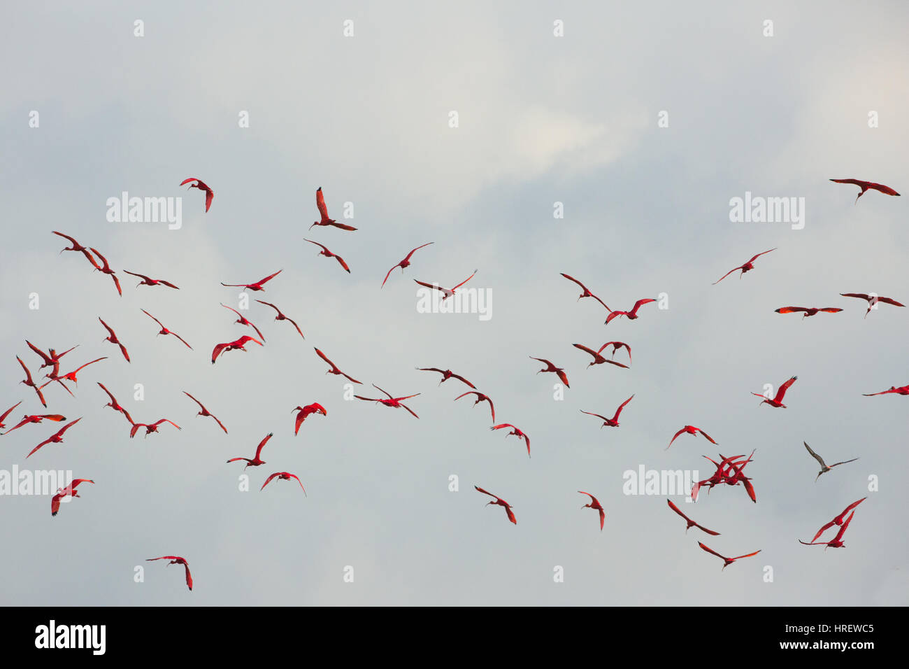 Ibis Escarlata (Eudocimus ruber). Foto de stock