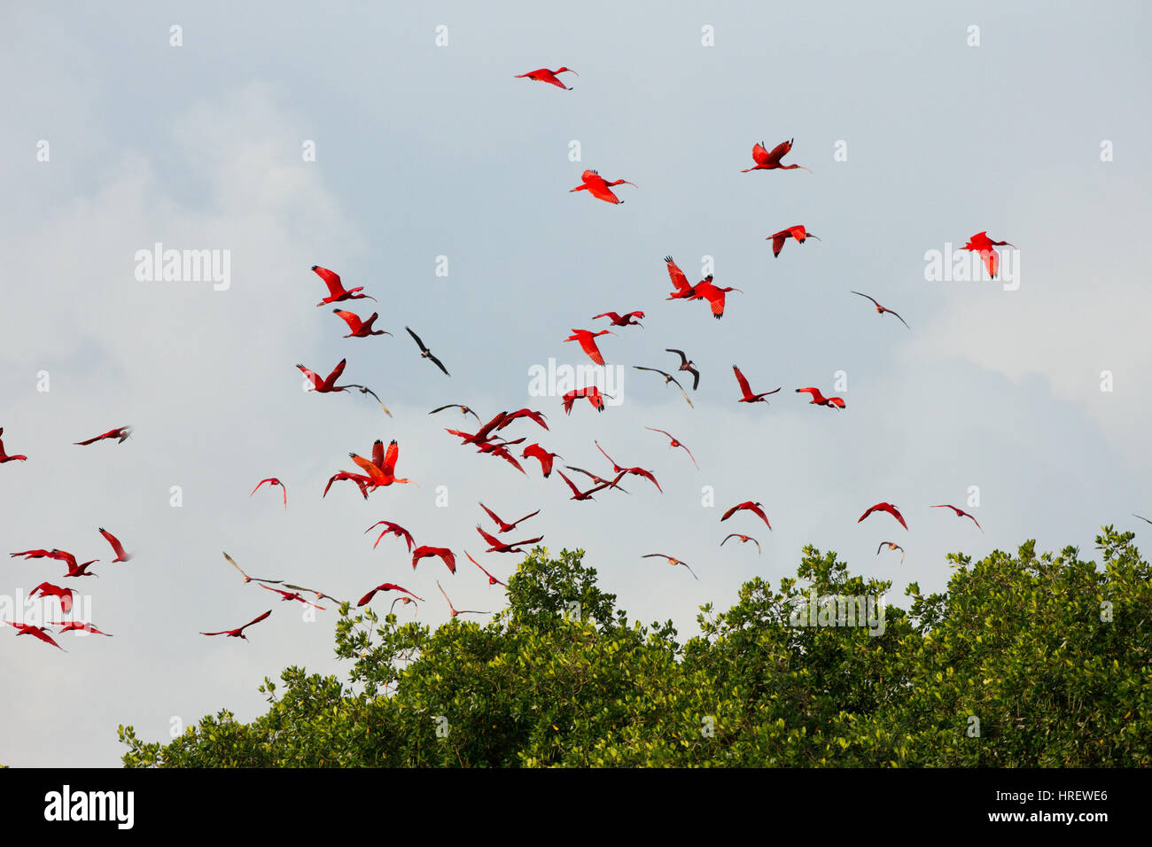 Ibis Escarlata (Eudocimus ruber). Foto de stock