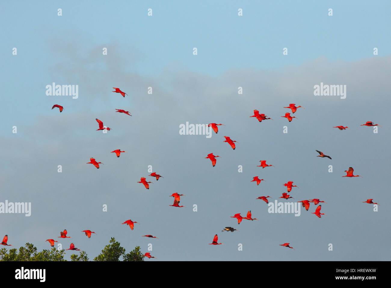 Ibis Escarlata (Eudocimus ruber). Foto de stock