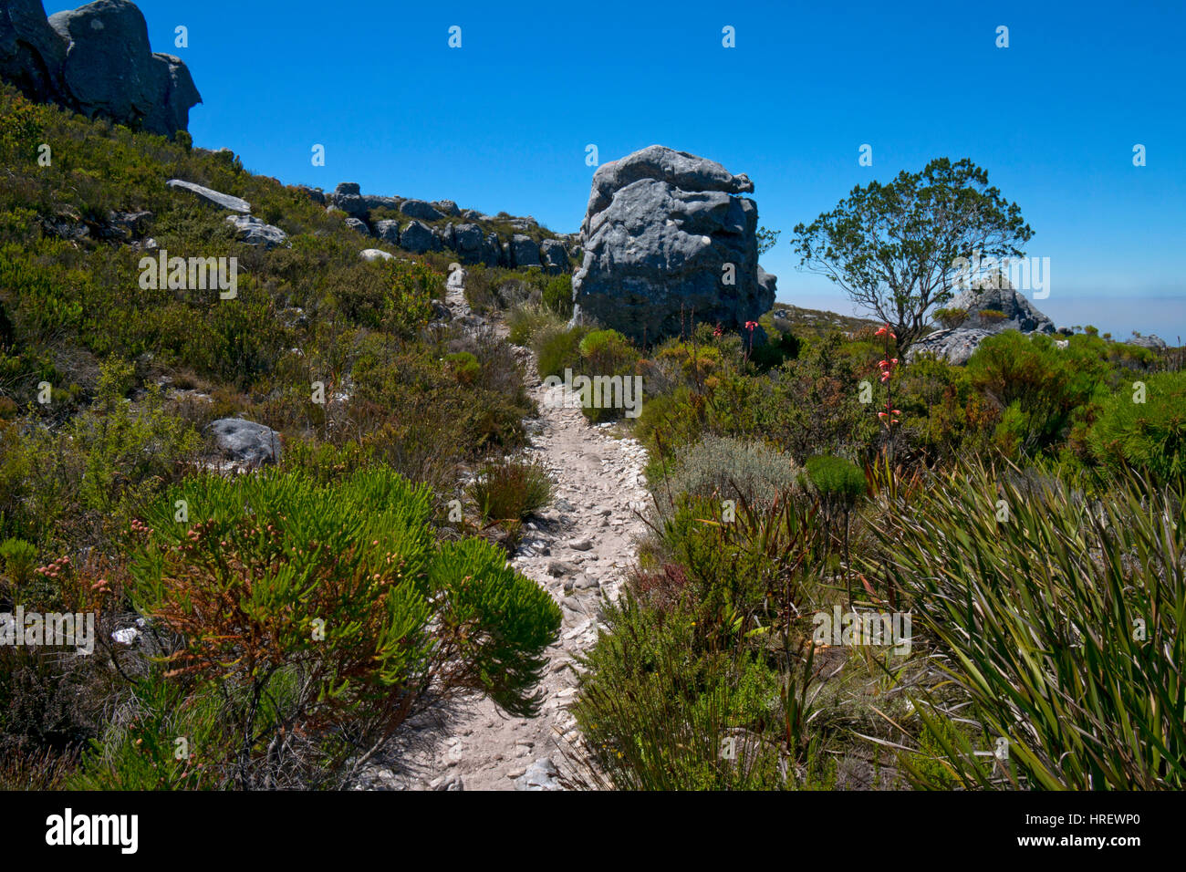 Ruta sendero turístico en la cima de Table Mountain, Ciudad del Cabo, Sudáfrica Foto de stock