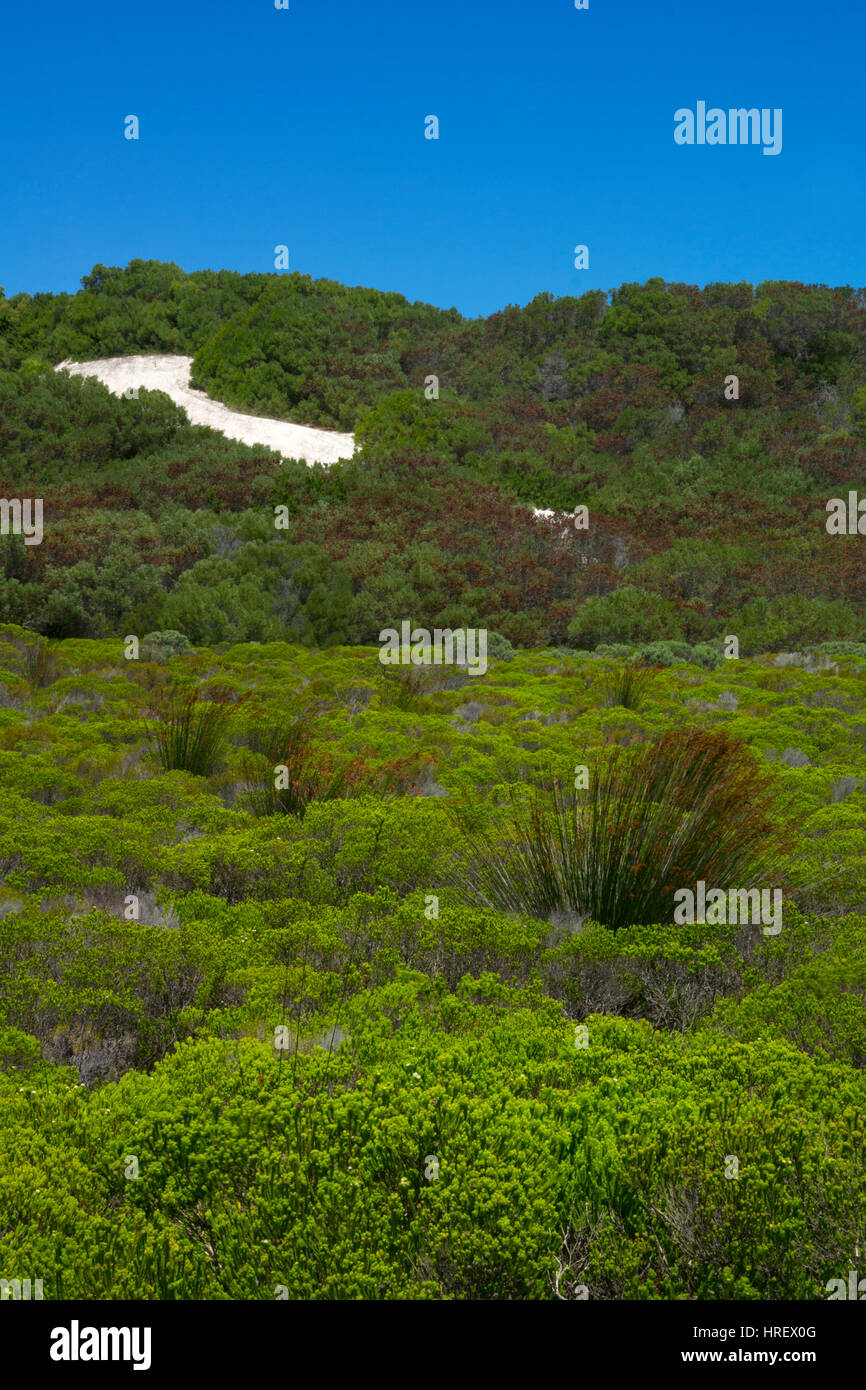 Vegetación y dunas de arena en la reserva natural De Hoop,Overberg, Western Cape, Sudáfrica Foto de stock