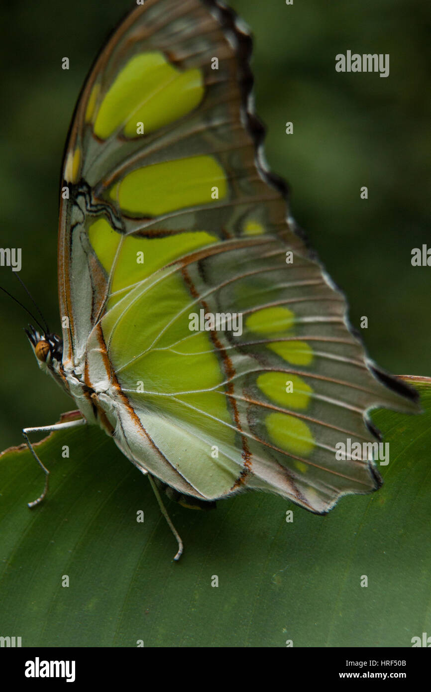 Butterfly (Siproeta Stelenes Malaquita) fotografiado en Foz do Iguaçu - Paraná - Brasil Foto de stock