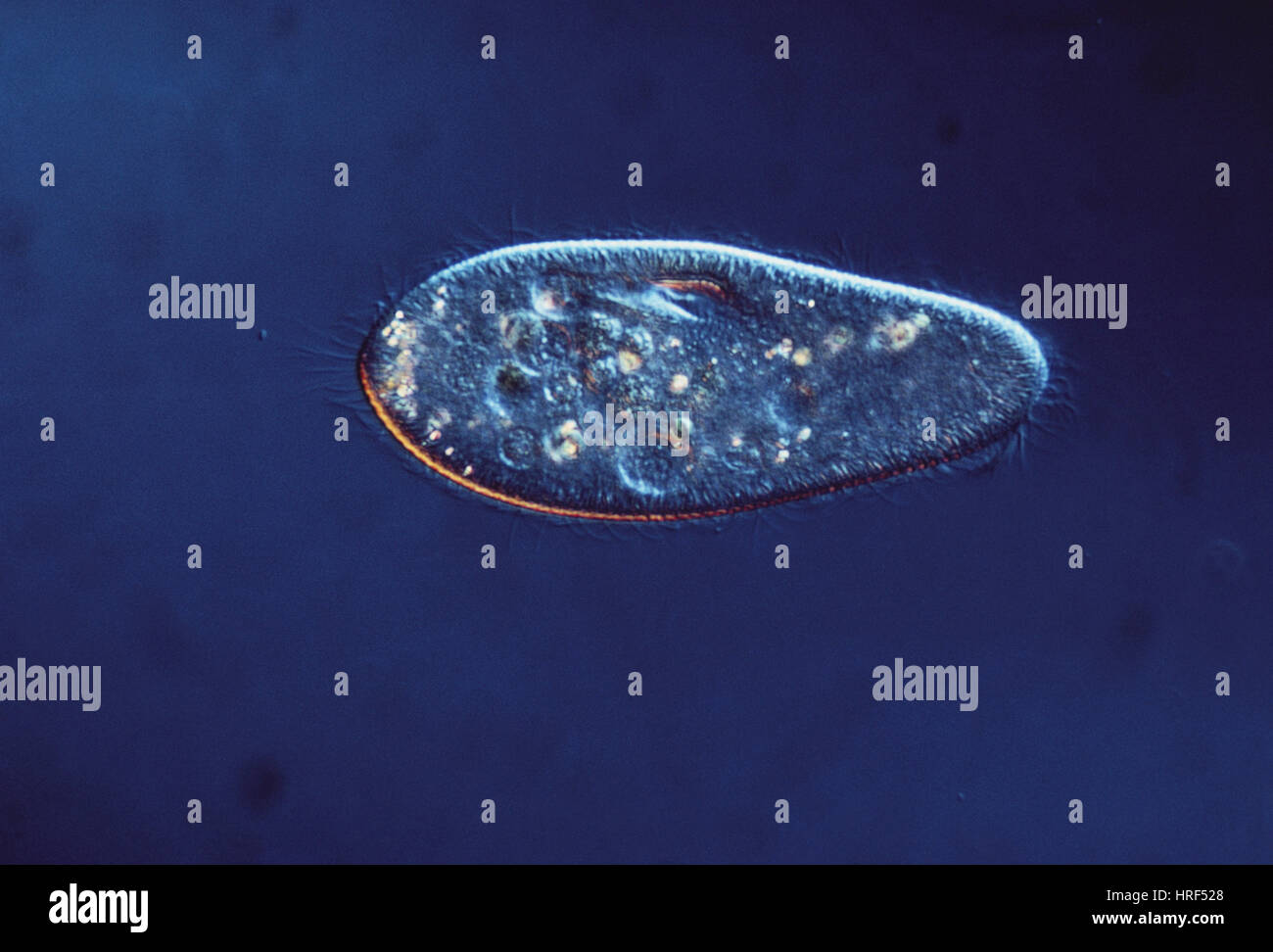 Paramecio caudatum (LM) Foto de stock